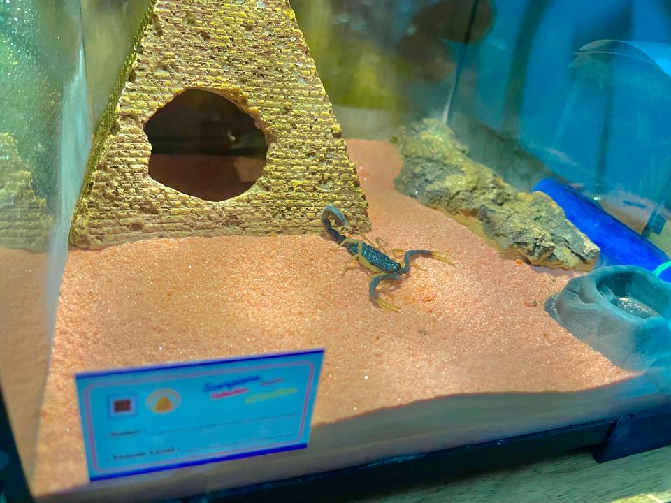 Hottentotta franzwerneri-duoc-ban-tai-QTArthropodszone (Scorpions Exotic QTVietNam & SpiderHia)