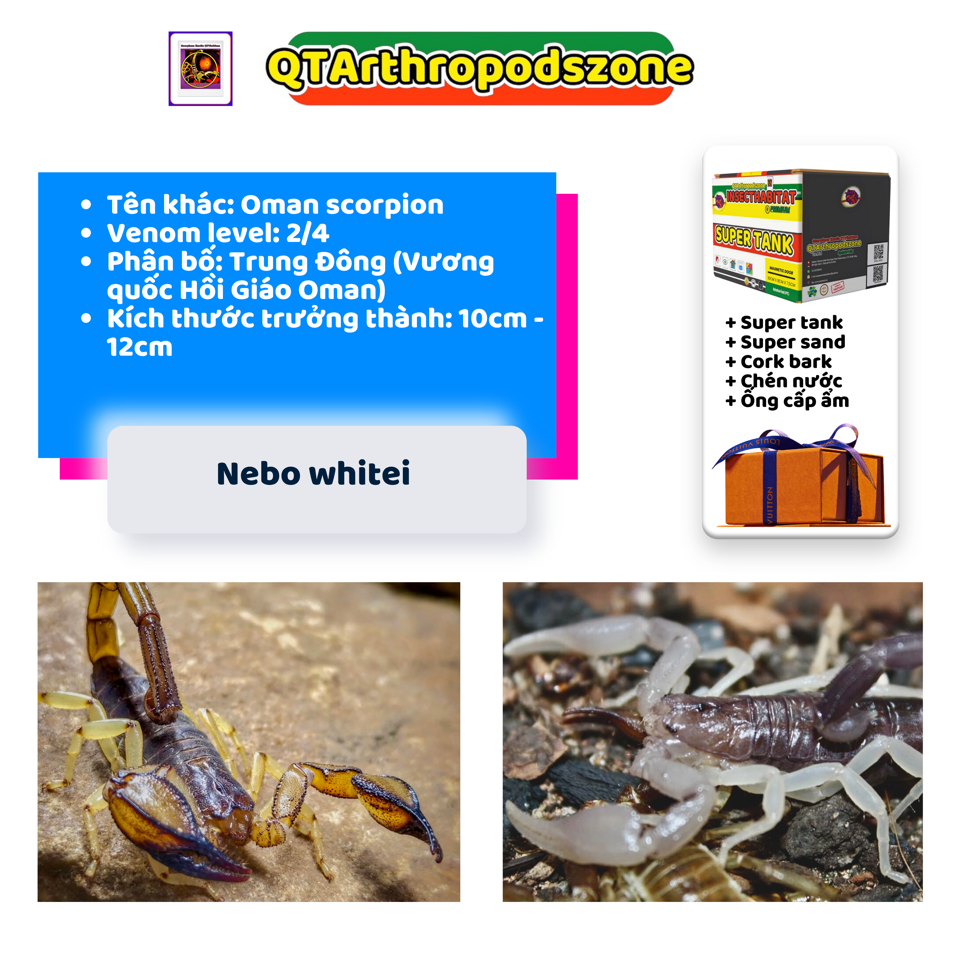 Nebo whitei-duoc-ban-tai-QTArthropodszone (Scorpions Exotic QTVietNam & SpiderHia)