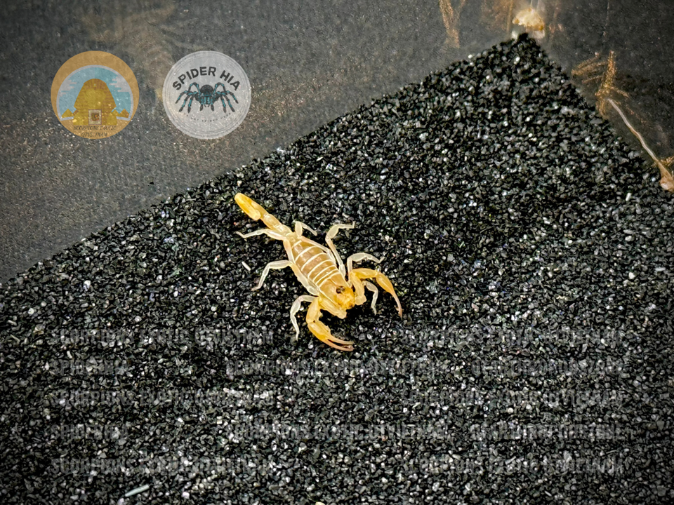 Smeringurus mesaensis - Dune Scorpion-duoc-ban-tai-QTArthropodszone (Scorpions Exotic QTVietNam & SpiderHia)