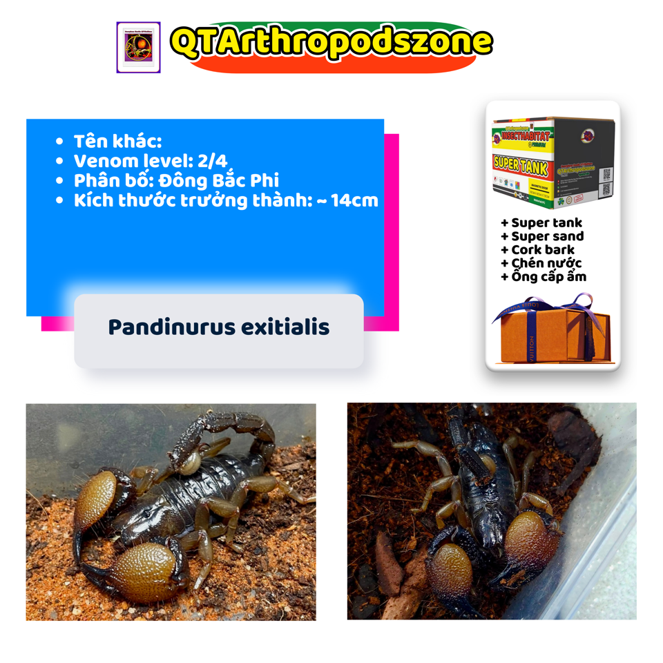 Pandinurus exitialis (Pandinus exitialis)-duoc-ban-tai-QTArthropodszone (Scorpions Exotic QTVietNam & SpiderHia)