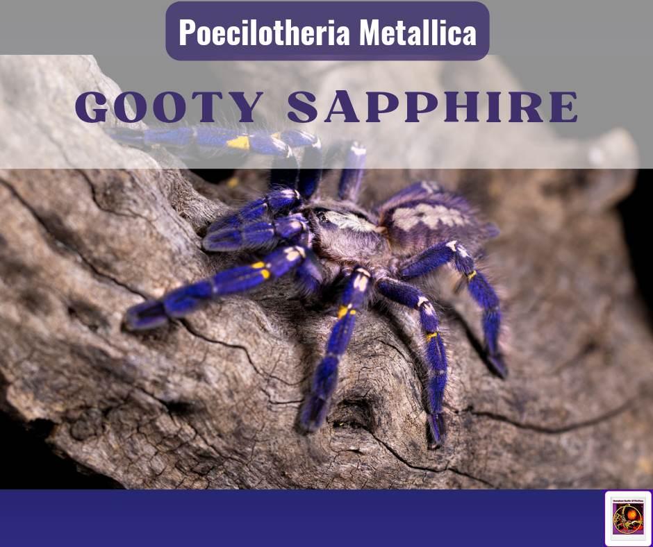 Poecilotheria Metallica (Gooty Sapphire)-duoc-ban-tai-QTArthropodszone (Scorpions Exotic QTVietNam & SpiderHia)