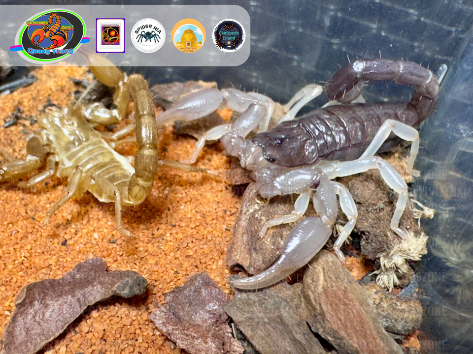 Nebo whitei-duoc-ban-tai-QTArthropodszone (Scorpions Exotic QTVietNam & SpiderHia)