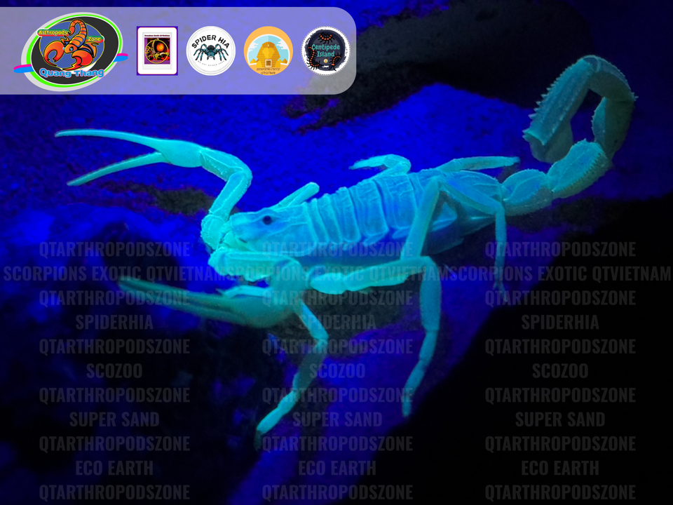 Apistobuthus susanae-duoc-ban-tai-QTArthropodszone (Scorpions Exotic QTVietNam & SpiderHia)