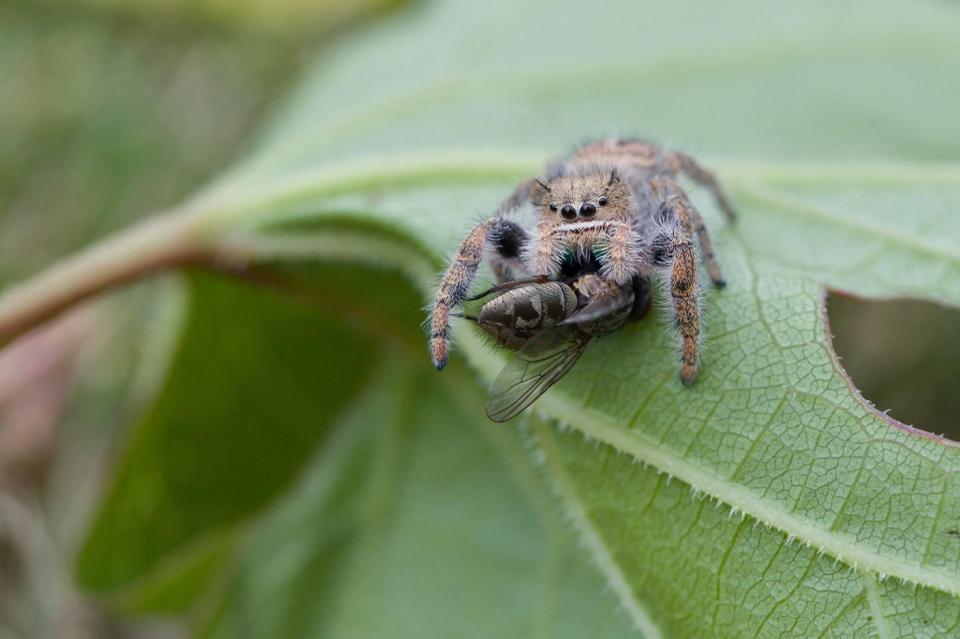 Phidippus texanus-duoc-ban-tai-QTArthropodszone (Scorpions Exotic QTVietNam & SpiderHia)