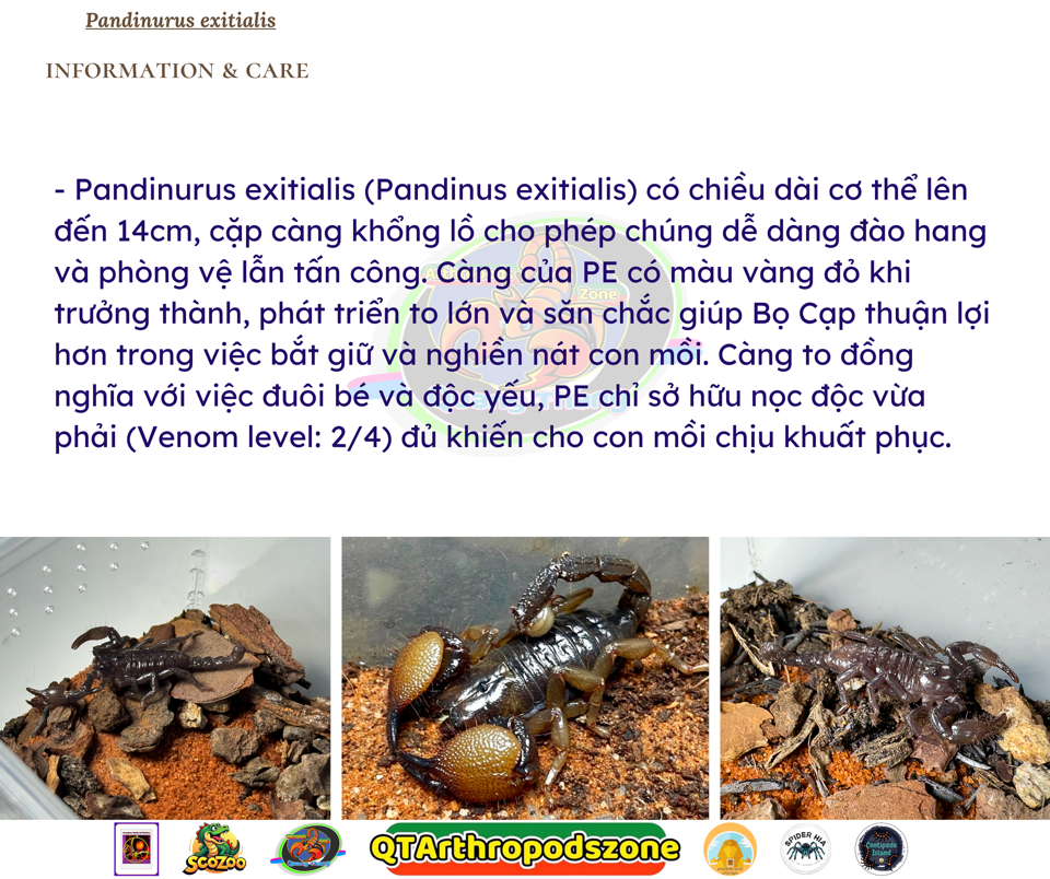 Pandinurus exitialis (Pandinus exitialis)-duoc-ban-tai-QTArthropodszone (Scorpions Exotic QTVietNam & SpiderHia)