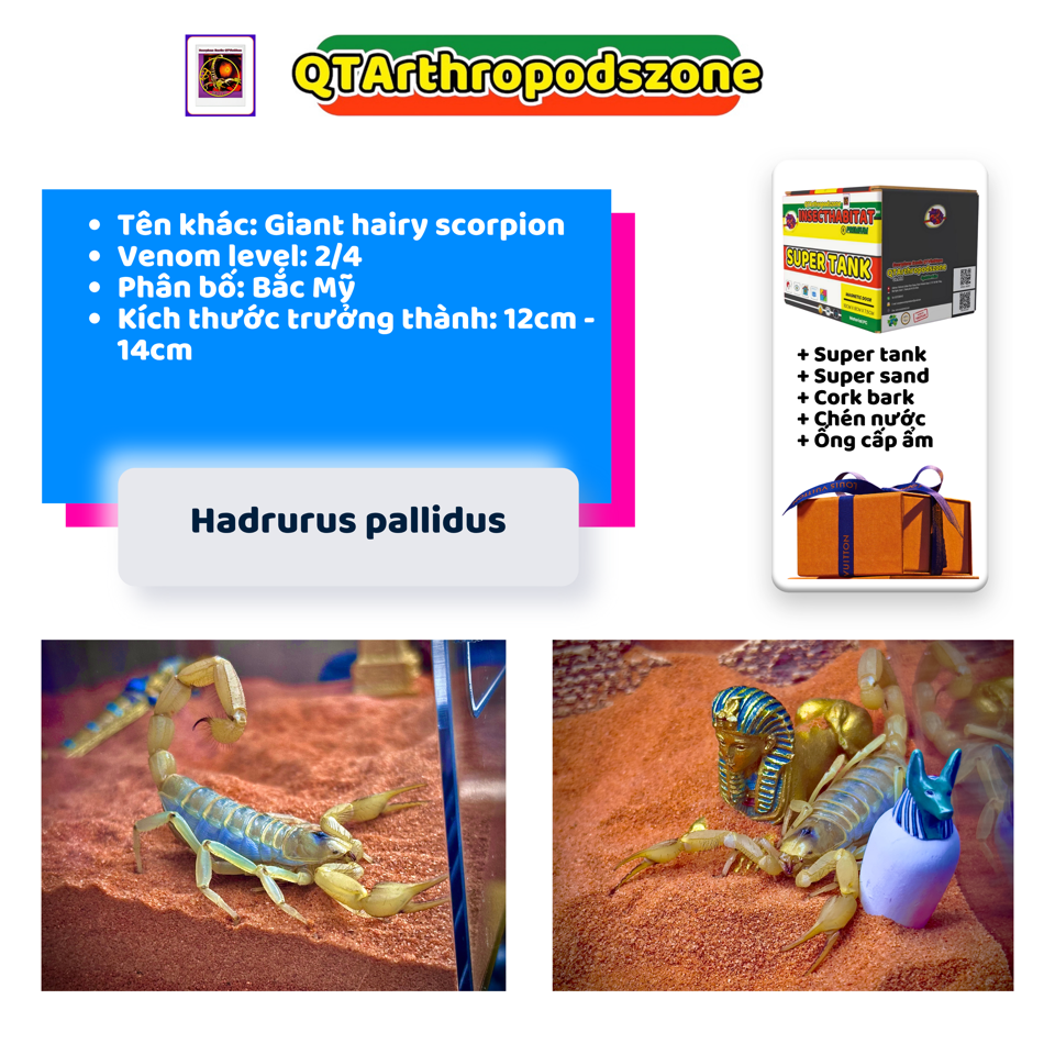 Hadrurus pallidus-duoc-ban-tai-QTArthropodszone (Scorpions Exotic QTVietNam & SpiderHia)