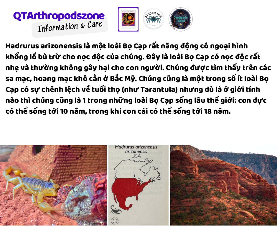 Hadrurus arizonesis-duoc-ban-tai-QTArthropodszone (Scorpions Exotic QTVietNam & SpiderHia)