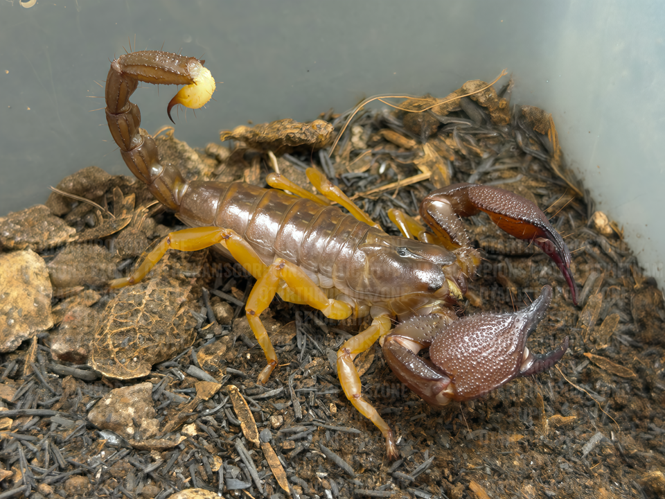 Chersonesometrus fulvipes (Heterometrus fulvipes)-duoc-ban-tai-QTArthropodszone (Scorpions Exotic QTVietNam & SpiderHia)
