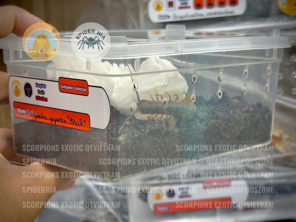 Scolopendra gigantea "Black" morph-duoc-ban-tai-QTArthropodszone (Scorpions Exotic QTVietNam & SpiderHia)