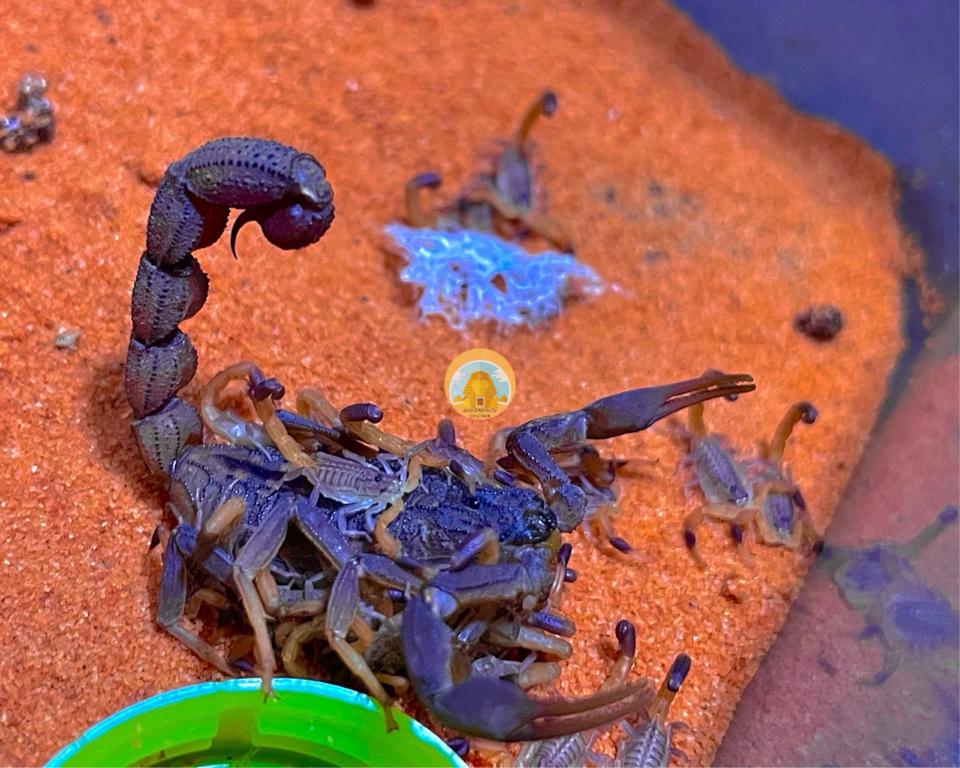 Hottentotta caboverdensis-duoc-ban-tai-QTArthropodszone (Scorpions Exotic QTVietNam & SpiderHia)