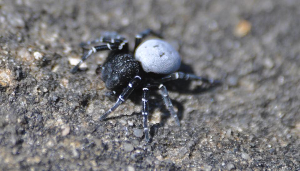 Eresus sp Israel-duoc-ban-tai-QTArthropodszone (Scorpions Exotic QTVietNam & SpiderHia)