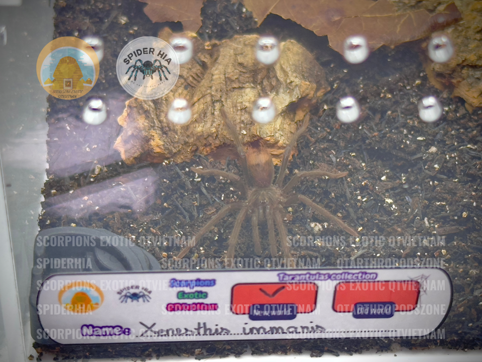 Xenesthis immanis-duoc-ban-tai-QTArthropodszone (Scorpions Exotic QTVietNam & SpiderHia)