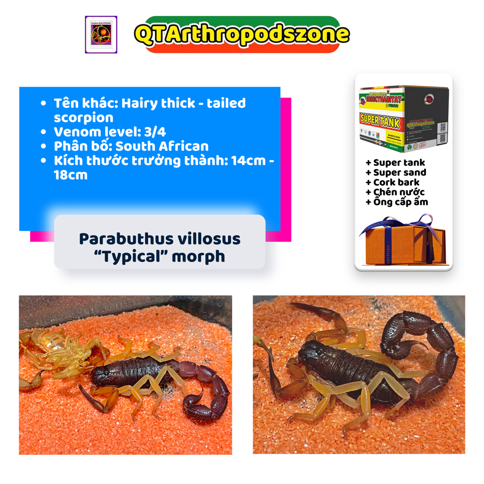 Parabuthus villosus "Typical" morph-duoc-ban-tai-QTArthropodszone (Scorpions Exotic QTVietNam & SpiderHia)