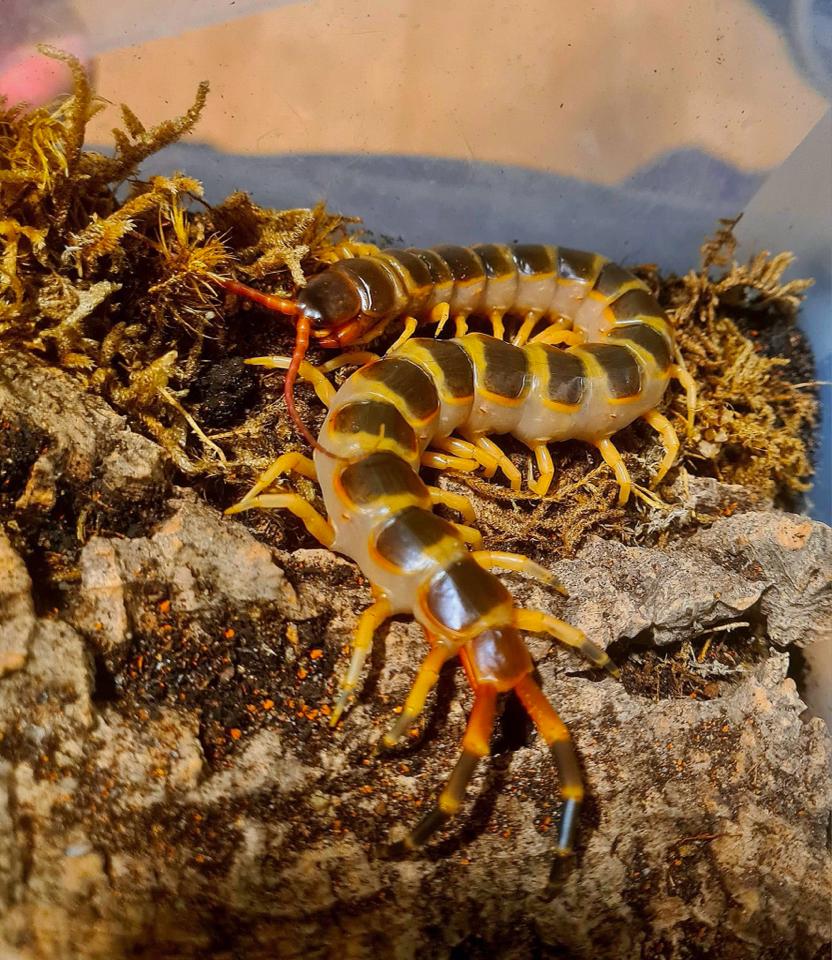 Scolopendra gigantea "Gold" morph-duoc-ban-tai-QTArthropodszone (Scorpions Exotic QTVietNam & SpiderHia)