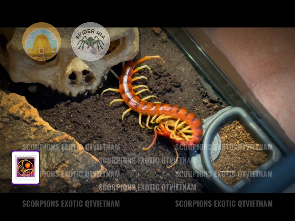 Scolopendra gigantea sp White Leg-duoc-ban-tai-QTArthropodszone (Scorpions Exotic QTVietNam & SpiderHia)