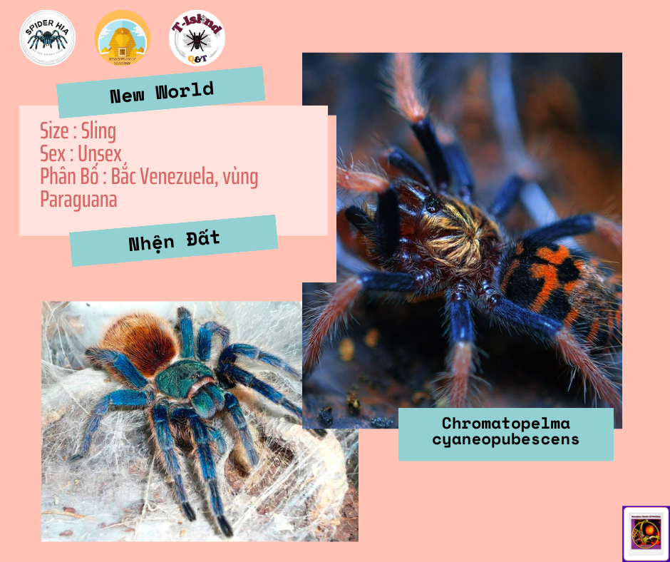FM 10cm Chromatopelma cyaneopubescens (GBB Tarantula)-duoc-ban-tai-QTArthropodszone (Scorpions Exotic QTVietNam & SpiderHia)