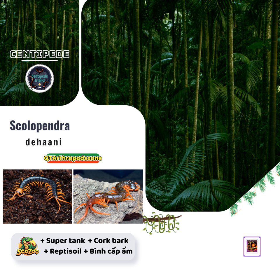 Scolopendra dehaani-duoc-ban-tai-QTArthropodszone (Scorpions Exotic QTVietNam & SpiderHia)