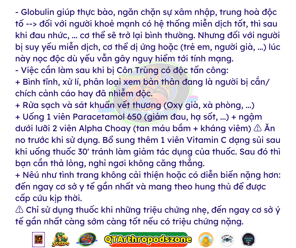 Nebo whitei-duoc-ban-tai-QTArthropodszone (Scorpions Exotic QTVietNam & SpiderHia)