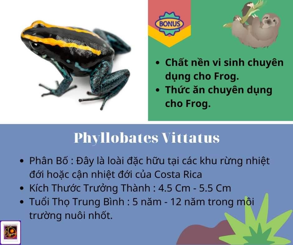 Phyllobates Vittatus -duoc-ban-tai-QTArthropodszone (Scorpions Exotic QTVietNam & SpiderHia)