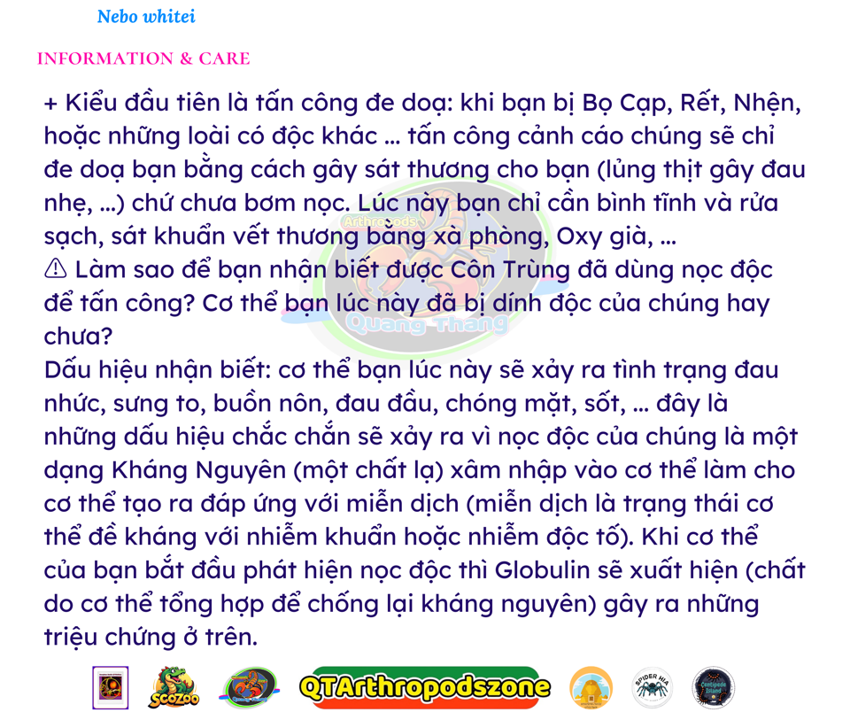 Nebo whitei-duoc-ban-tai-QTArthropodszone (Scorpions Exotic QTVietNam & SpiderHia)