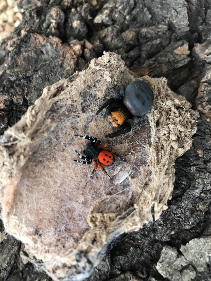 Eresus sp Caspic-duoc-ban-tai-QTArthropodszone (Scorpions Exotic QTVietNam & SpiderHia)