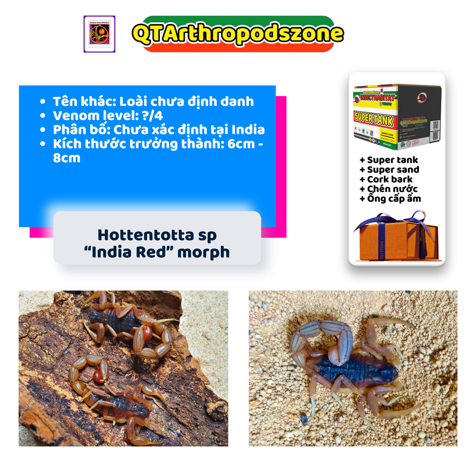 Hottentotta sp India "Red" morph-duoc-ban-tai-QTArthropodszone (Scorpions Exotic QTVietNam & SpiderHia)