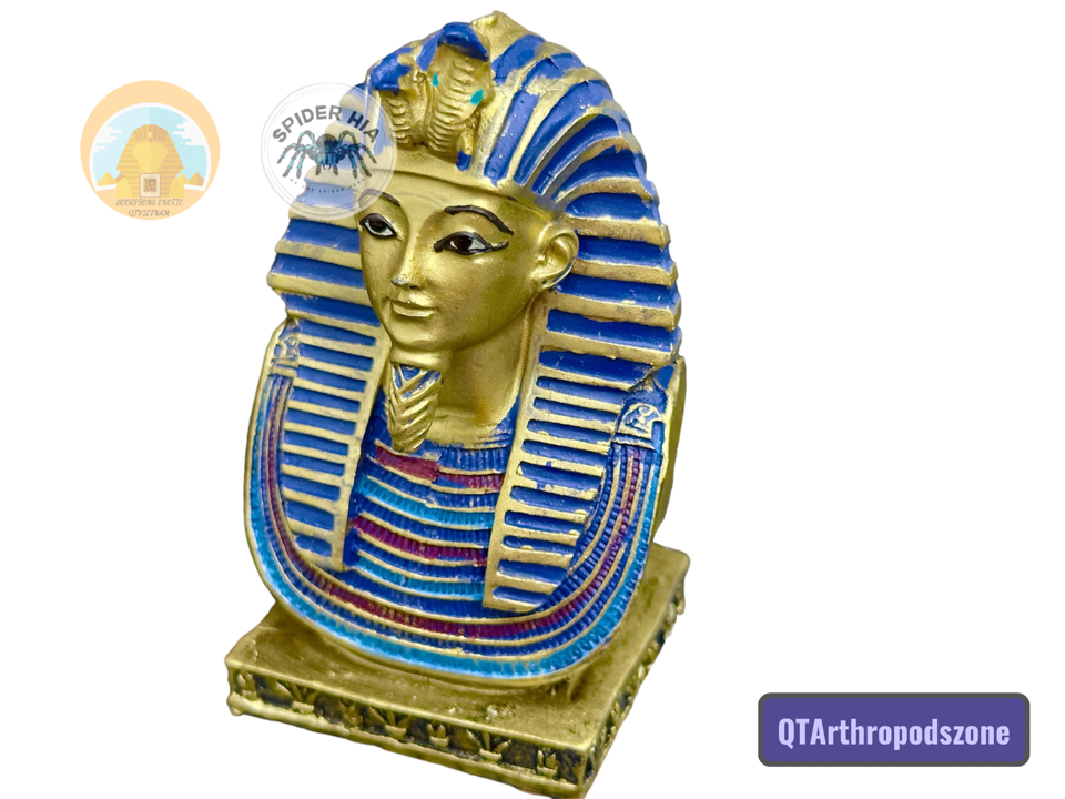 Tượng Vua Pharaoh Tutankhamun-duoc-ban-tai-QTArthropodszone (Scorpions Exotic QTVietNam & SpiderHia)