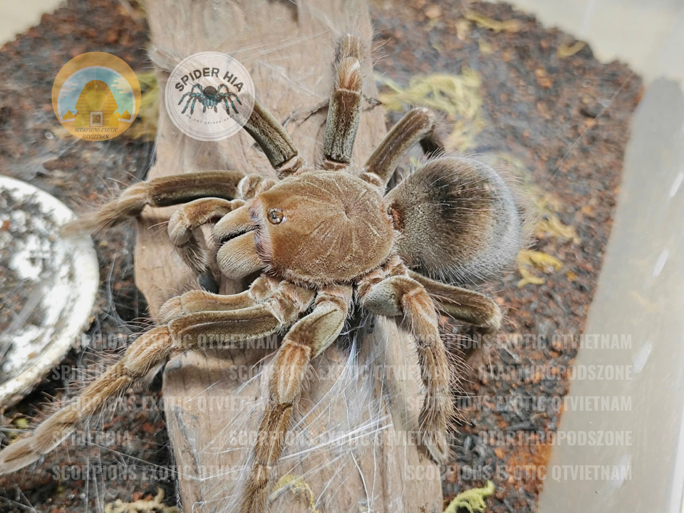 M + FM 14cm Pamphobeteus sp Manganegra-duoc-ban-tai-QTArthropodszone (Scorpions Exotic QTVietNam & SpiderHia)