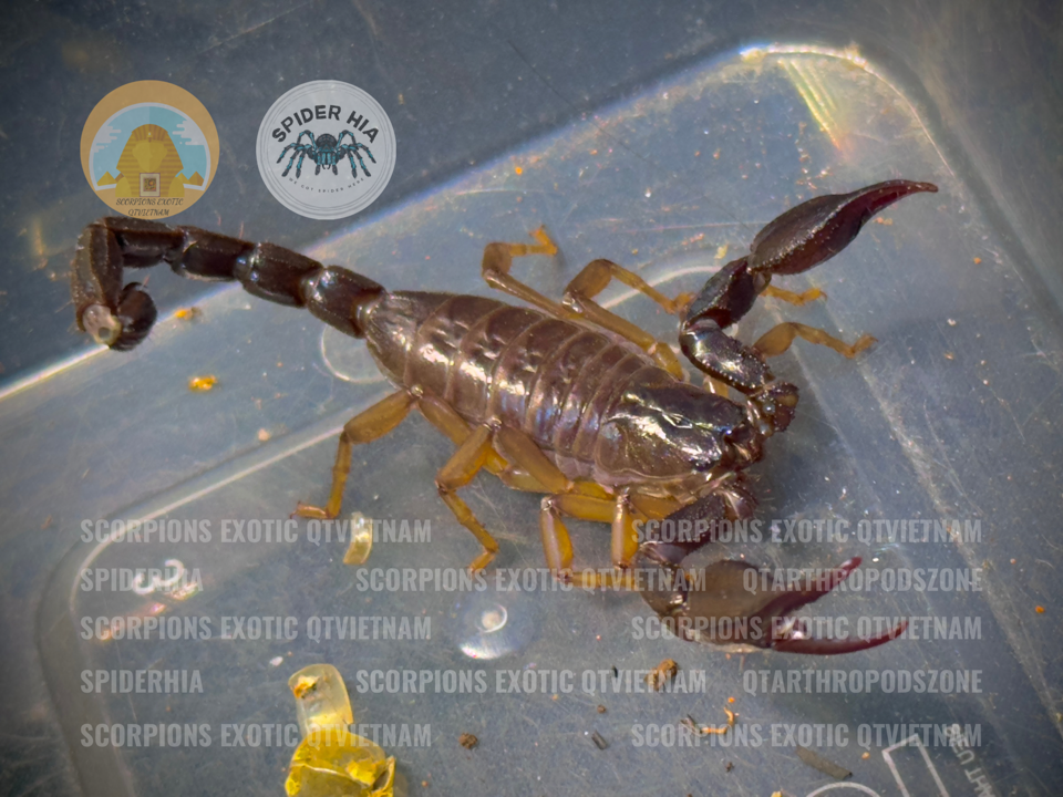 Nebo omanensis -duoc-ban-tai-QTArthropodszone (Scorpions Exotic QTVietNam & SpiderHia)