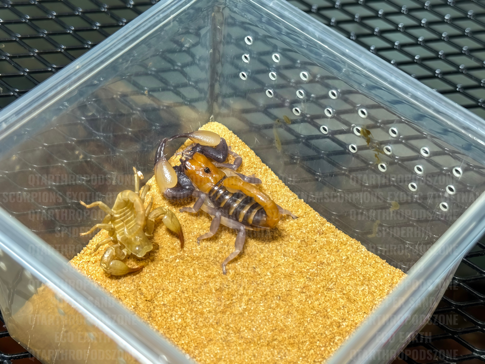 Opistophthalmus carinatus-duoc-ban-tai-QTArthropodszone (Scorpions Exotic QTVietNam & SpiderHia)