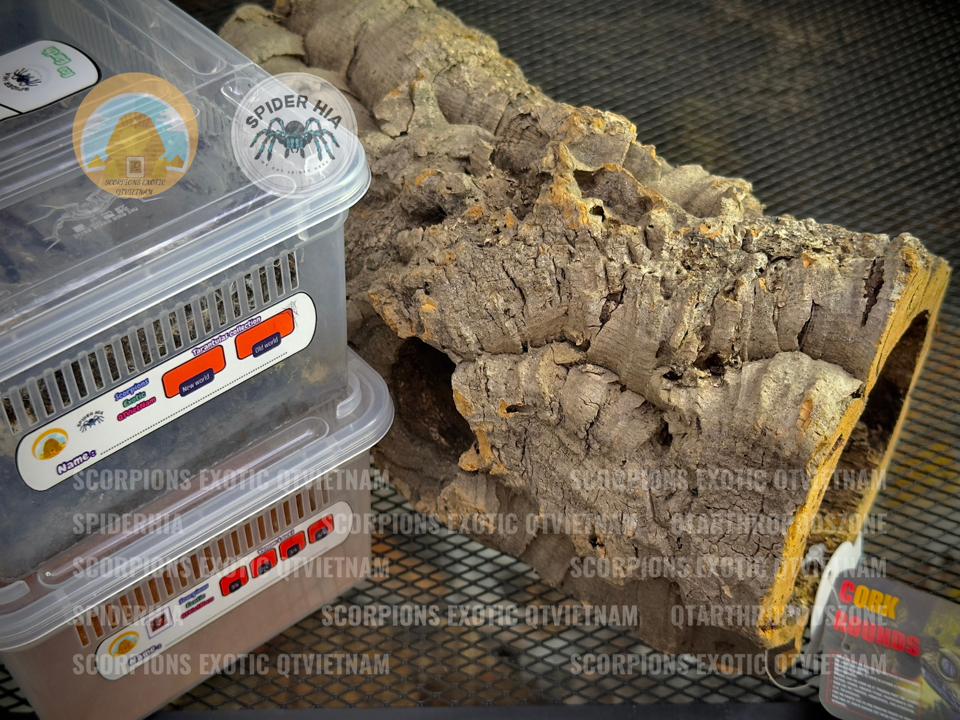 Cork Bark (Tubes)-duoc-ban-tai-QTArthropodszone (Scorpions Exotic QTVietNam & SpiderHia)