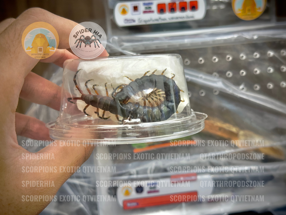 Scolopendra gigantea "Black" morph-duoc-ban-tai-QTArthropodszone (Scorpions Exotic QTVietNam & SpiderHia)