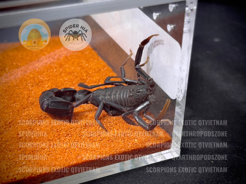 Super Tank Mica MQTA06-duoc-ban-tai-QTArthropodszone (Scorpions Exotic QTVietNam & SpiderHia)