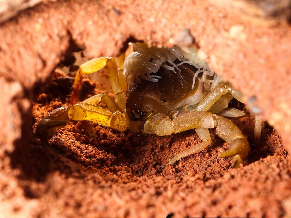 Parabuthus mossambicensis-duoc-ban-tai-QTArthropodszone (Scorpions Exotic QTVietNam & SpiderHia)