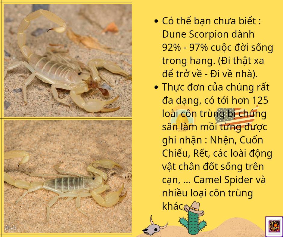 Smeringurus mesaensis - Dune Scorpion-duoc-ban-tai-QTArthropodszone (Scorpions Exotic QTVietNam & SpiderHia)