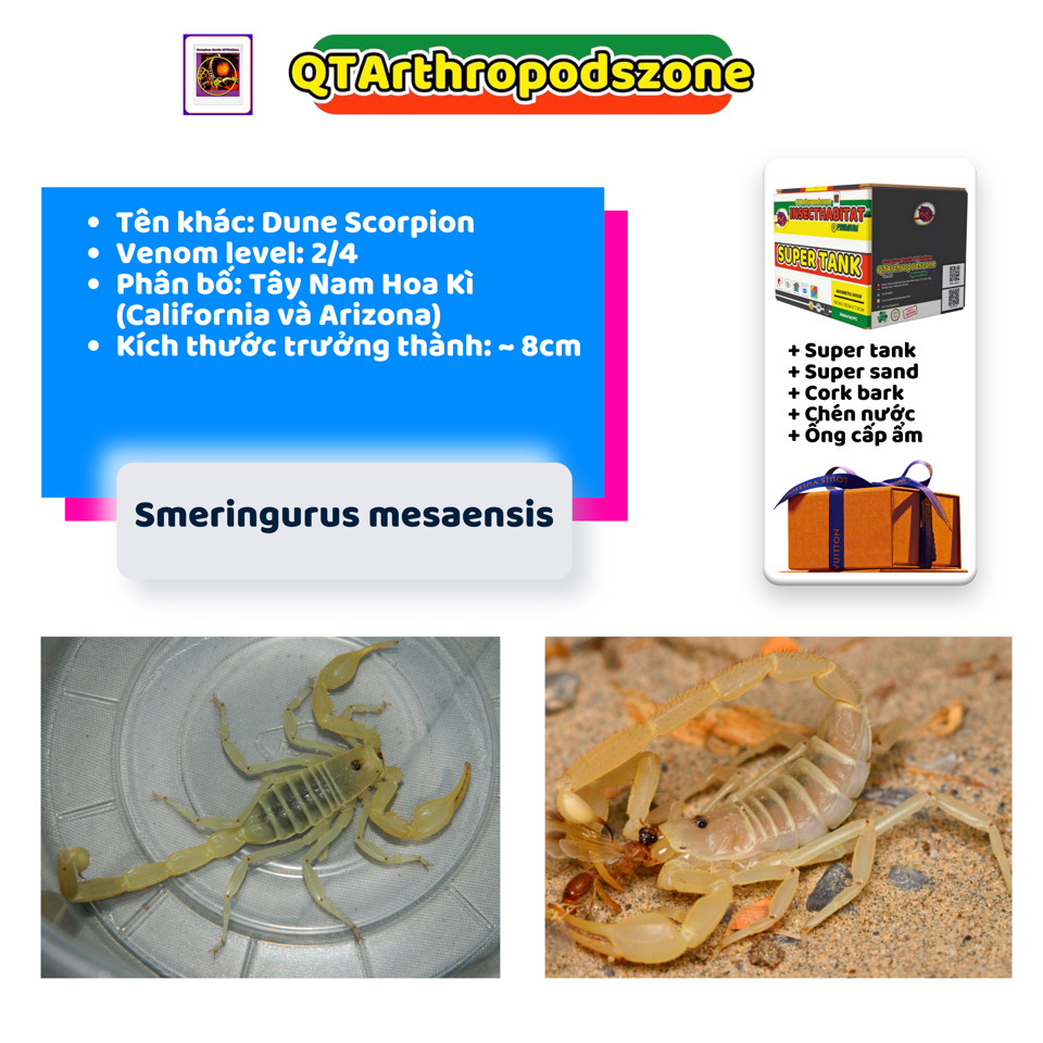 Smeringurus mesaensis - Dune Scorpion-duoc-ban-tai-QTArthropodszone (Scorpions Exotic QTVietNam & SpiderHia)