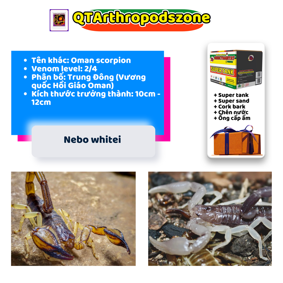 Nebo whitei-duoc-ban-tai-QTArthropodszone (Scorpions Exotic QTVietNam & SpiderHia)