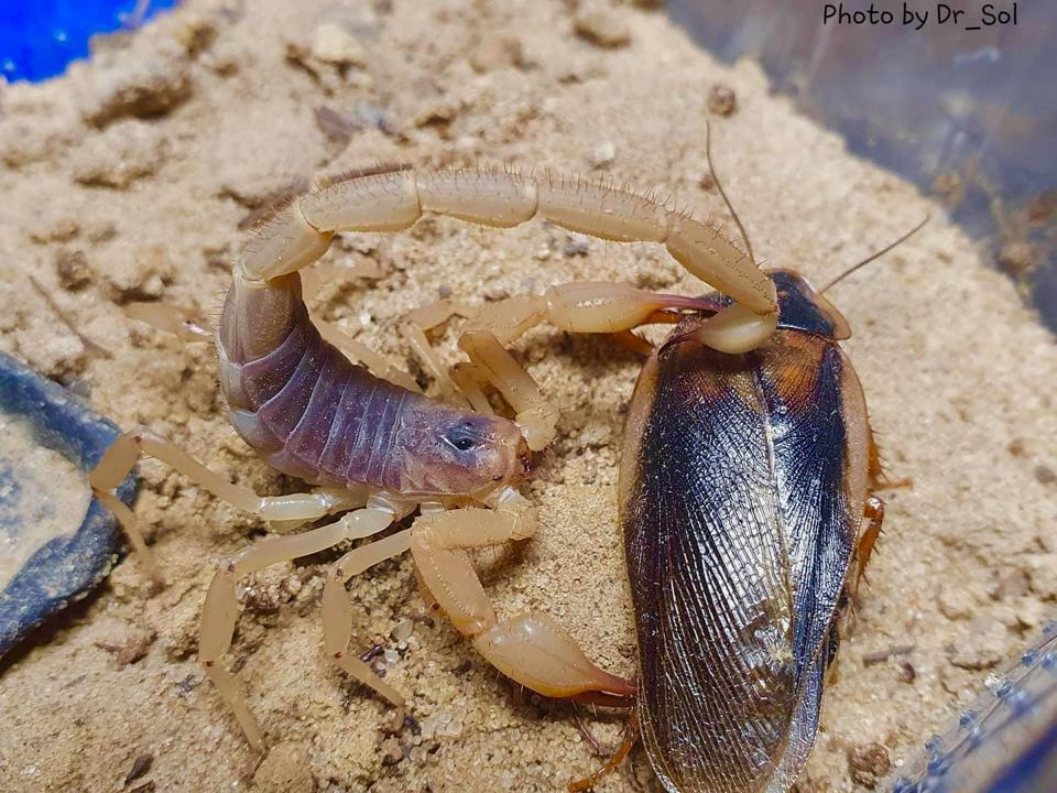 Smeringurus vachoni-duoc-ban-tai-QTArthropodszone (Scorpions Exotic QTVietNam & SpiderHia)