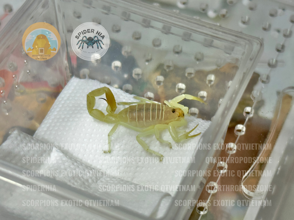 Buthacus leptochelys-duoc-ban-tai-QTArthropodszone (Scorpions Exotic QTVietNam & SpiderHia)