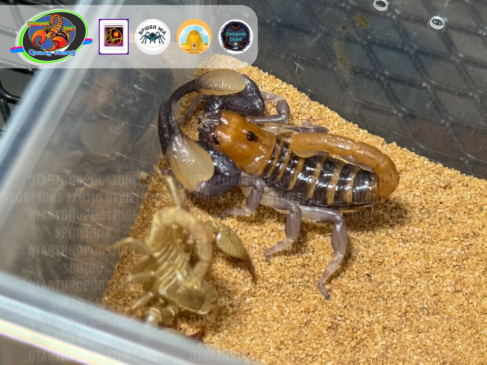 Opistophthalmus carinatus-duoc-ban-tai-QTArthropodszone (Scorpions Exotic QTVietNam & SpiderHia)