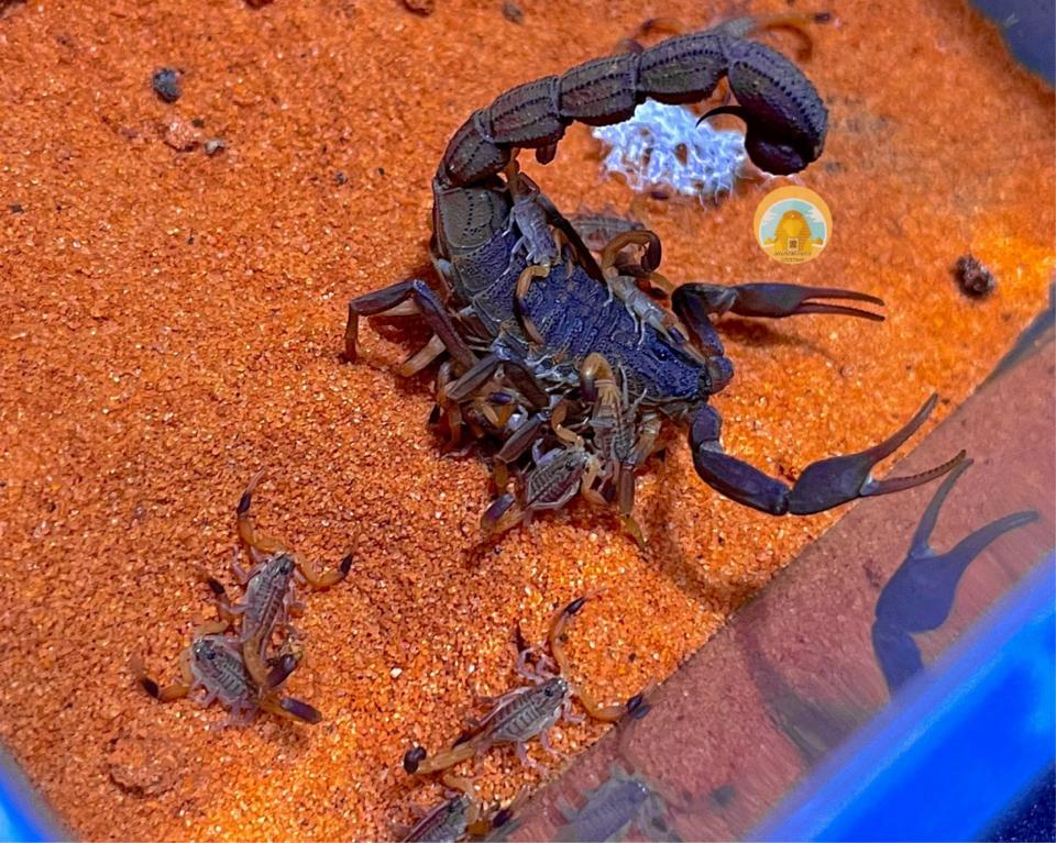 Hottentotta caboverdensis-duoc-ban-tai-QTArthropodszone (Scorpions Exotic QTVietNam & SpiderHia)