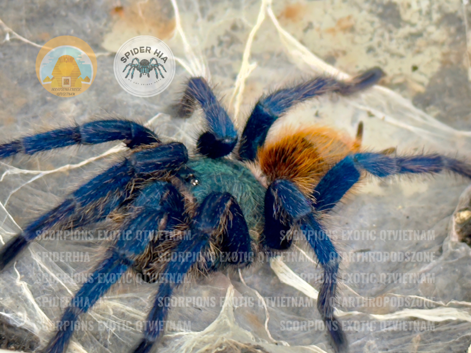FM 10cm Chromatopelma cyaneopubescens (GBB Tarantula)-duoc-ban-tai-QTArthropodszone (Scorpions Exotic QTVietNam & SpiderHia)