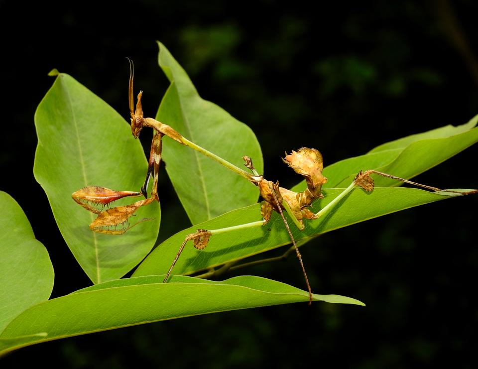 Gongylus gongylodes-duoc-ban-tai-QTArthropodszone (Scorpions Exotic QTVietNam & SpiderHia)