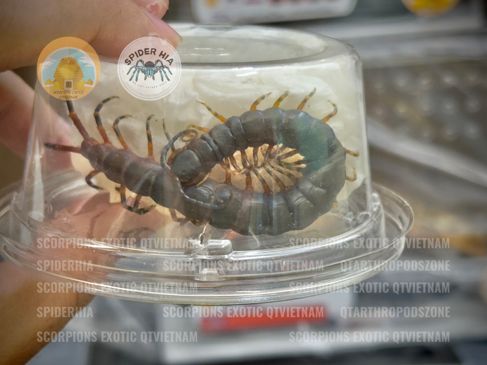 Scolopendra gigantea "Black" morph-duoc-ban-tai-QTArthropodszone (Scorpions Exotic QTVietNam & SpiderHia)