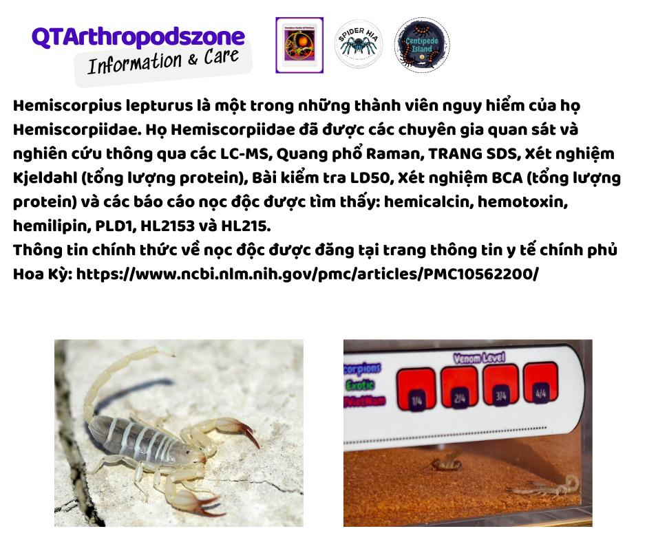 Hemiscorpius lepturus-duoc-ban-tai-QTArthropodszone (Scorpions Exotic QTVietNam & SpiderHia)