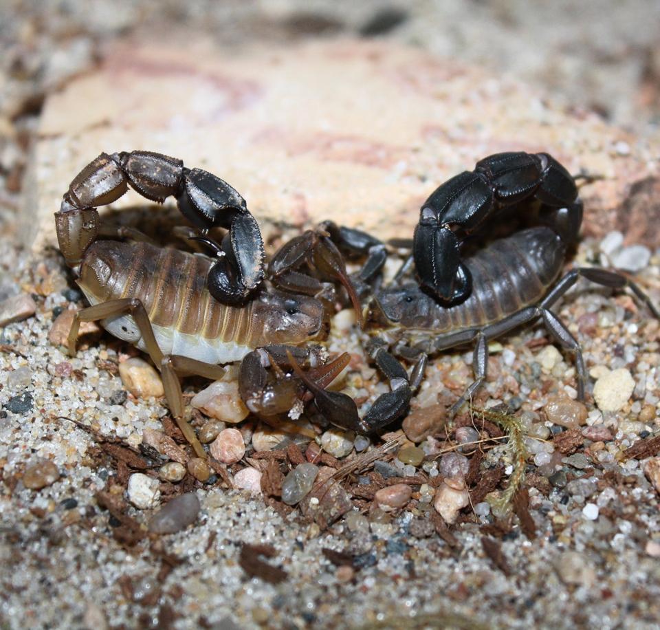 Androctonus baluchicus "Bright" morph-duoc-ban-tai-QTArthropodszone (Scorpions Exotic QTVietNam & SpiderHia)