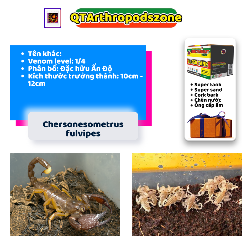 Chersonesometrus fulvipes (Heterometrus fulvipes)-duoc-ban-tai-QTArthropodszone (Scorpions Exotic QTVietNam & SpiderHia)