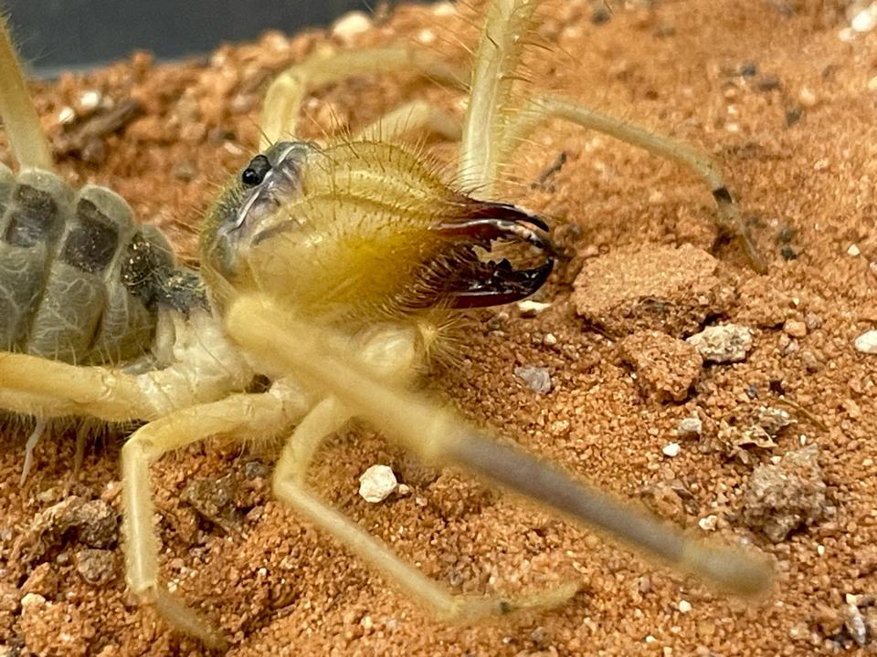 Galeodes caspius-duoc-ban-tai-QTArthropodszone (Scorpions Exotic QTVietNam & SpiderHia)