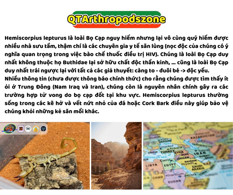 Hemiscorpius lepturus-duoc-ban-tai-QTArthropodszone (Scorpions Exotic QTVietNam & SpiderHia)