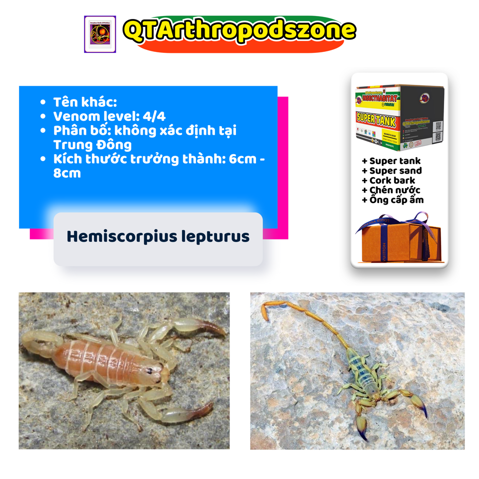 Hemiscorpius lepturus-duoc-ban-tai-QTArthropodszone (Scorpions Exotic QTVietNam & SpiderHia)